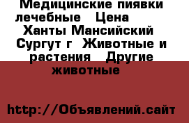 Медицинские пиявки лечебные › Цена ­ 150 - Ханты-Мансийский, Сургут г. Животные и растения » Другие животные   